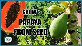 Easy way to grow papayas from seeds you can collect a store bought
fruit.