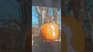 Squirrels love pumpkins!