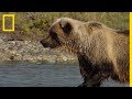 La technique de pêche (très efficace) du grizzli