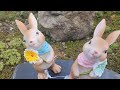 🌷예쁜 바위솔 보세요