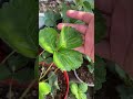 Nhìn dâu tây lớn mà lòng vui ghê #dautay #garden #xuhuongyoutube