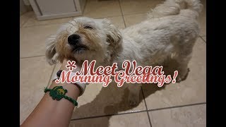 Meet Vega » Morning Greetings ☀ by MilkyWayYT 159 views 4 years ago 1 minute, 6 seconds