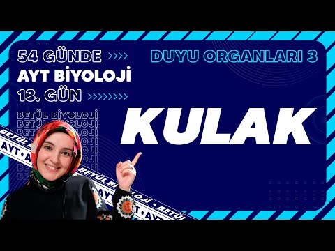 13) Kulak | Duyu Organları | 11. Sınıf Biyoloji | 2024 AYT Biyoloji Kampı 13. Gün