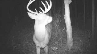 10 Point Buck on Bushnell Trophy Cam