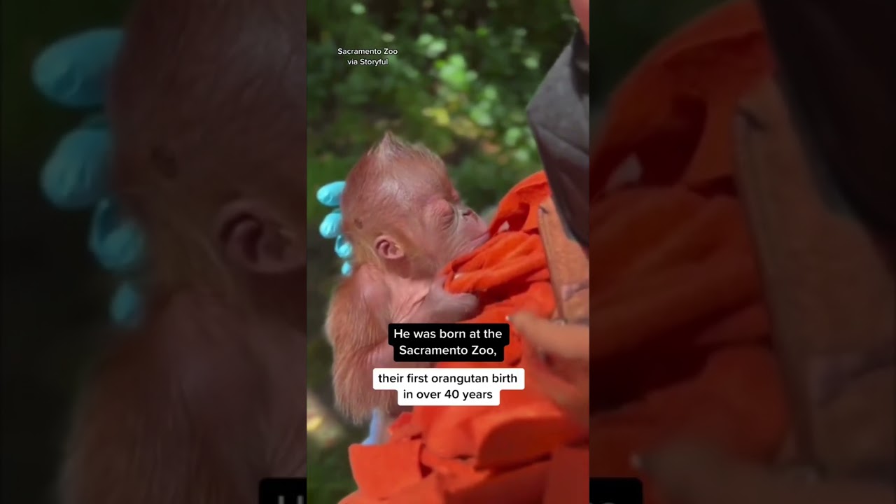 Endangered Sumatran orangutan gives birth to healthy baby boy at Sacramento Zoo 