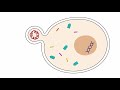 COVID-19 Update 8: Zinc and chloroquine for the treatment of COVID-19?