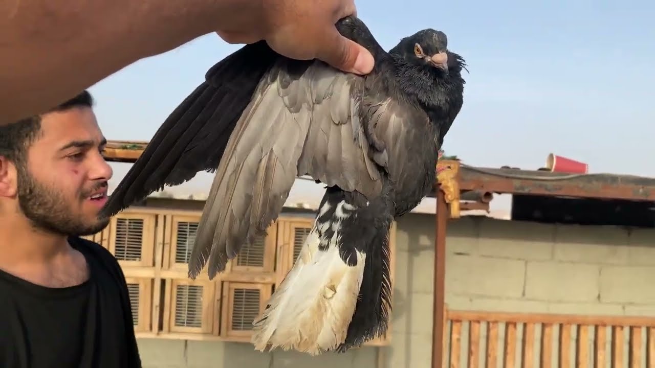 صدت طير اكبر مني 😱