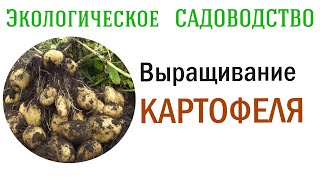 КАРТОФЕЛЬ - выращиваем без садовой химии. Видеолекция