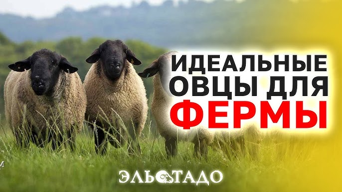 Где найти и купить племенных овец Суффолк в России для успешного овцеводства и бизнеса!