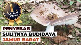 Penyebab Jamur Barat yang Super Lezat Ini Sulit Dibudidayakan #temansains