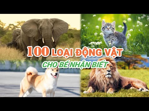 Video: Tất cả về thế giới động vật: một danh sách đầy đủ các loài động vật