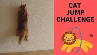 Cat jump challenge - Siberian cats battling who jumps highest. Stunning End! by Dream & Diamond Cats 1,358 views 4 years ago 2 minutes, 15 seconds