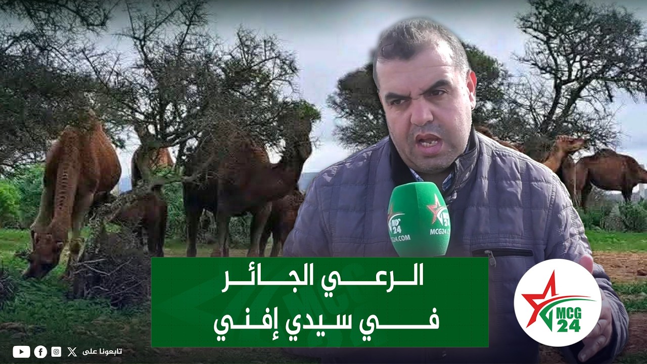 رئيس الفيدرالية الوطنية للأركان يستنكر الرعي الجائر بإقليم سيدي افني والاعتداء على شجرة الأركان