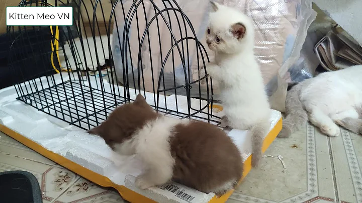 Watch the video about That white cat is a Himalayan Kittens