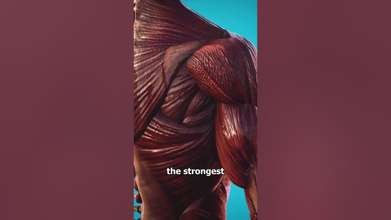 The Strongest Muscle In Your Body 🤨 (not what you think)