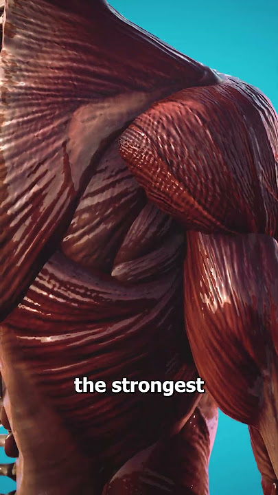 The Strongest Muscle In Your Body 🤨 (not what you think)