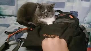 Кошка украла рюкзак Кошка украла рюкзак