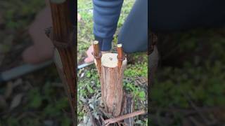 تطعيم العنب بطريقة احترافية | تطعيم-grafting #grafting #grape #garden #agriculture