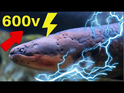 Video: Electric fish: list, features and interesting facts