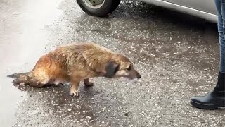 Dragging his body in the pouring rain, he quietly searched for his owner in tears