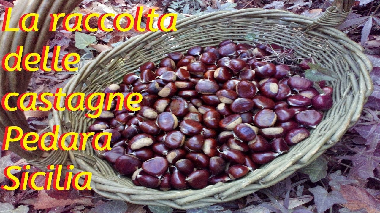 La raccolta delle castagne Pedara Sicilia