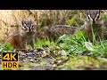 Cat TV for Cats to Watch 😺🐿 Cute chipmunks and birds ❤️ Squirrels ❤️ 8 Hours(4K HDR)