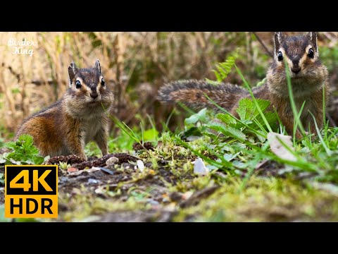 Cat TV Squirrels Cute chipmunks and birds share the meal Relax Your Cat