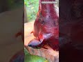 Pork head lechon #cooking #shorts #food #porkheadlechon #foodie #foodielover #recipe