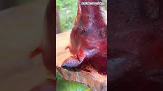 Pork head lechon #cooking #shorts #food #porkheadlechon #foodie #foodielover #recipe