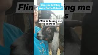 If You Want Some Sweet Goats & No Personal Space, Just Bottle Feed Them When They Are Small