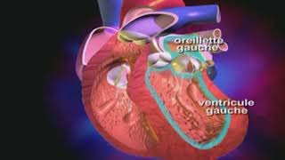 Le Fonctionnement du coeur