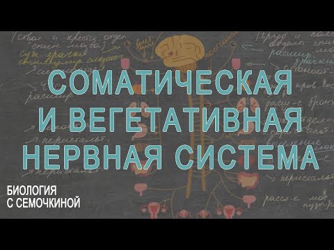 Видео: Разница между соматической и вегетативной нервной системой