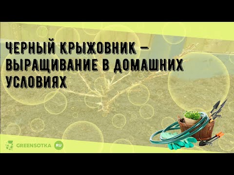 Черный крыжовник — выращивание в домашних условиях