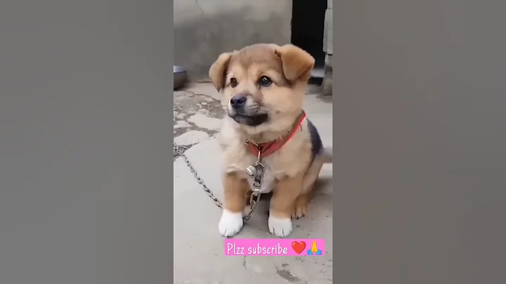 dog sound/baby husky howling cute #shorts/Labrador retriever barking 🐶🐾!#shorts