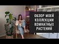 Растения в Интерьере. Обзор Моей Коллекции Комнатных Растений (Ноябрь, 2021)