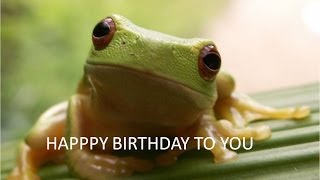 FUNNY FROG singing happy birthday