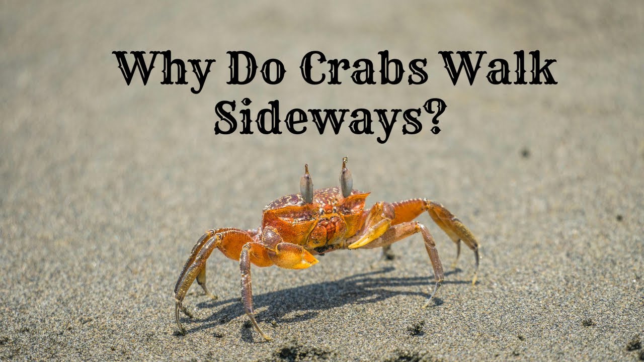 Why Do Crabs Walk Sideways? The Surprising Truth!🦀 - YouTube