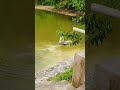 পরিশ্রমে ধন আনে পূর্ণ আনে সুখ #sorts #funny #viral