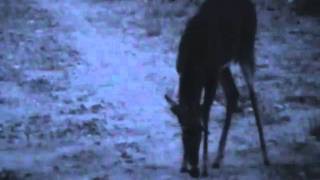 Freak Buck in Webb County
