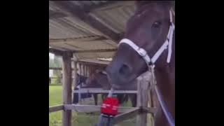 Download lagu Talking horse