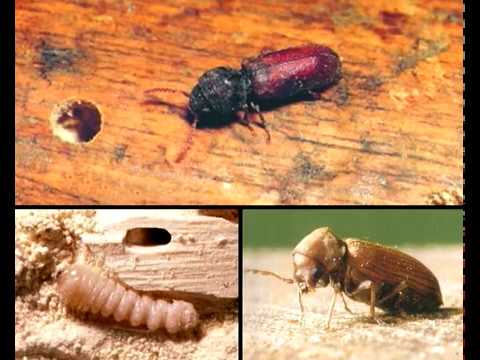 Houtworm bestrijden? Met HG houten meubels behandelen tegen houtworm