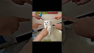 Cats can't be angry ✅🤬 #cat #become #angry #trollface #shorts #viral