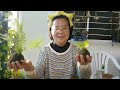 水苔球的做法 How to Make a Moss Ball