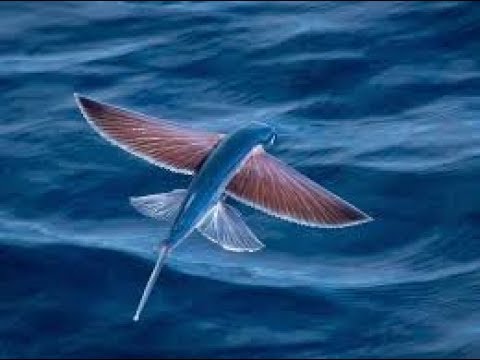 Vídeo: Peixe Voador