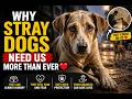 Why Stray Dogs Need Us More Than Ever ❤️