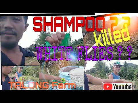 SHAMPOO CAN KILLED WHITE FLIES SA TALONG ? ? | PAANO? ? | idol farm tv