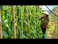 Harvesting cucumbers, how to make delicious steamed eggs to sell at the market - Rural life