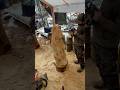 Turning a log into a bear with a chainsaw . #shortsfeed #chainsawcarving #chainsaw