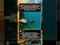 Puffer vs Puffer: When the “Cute” Fish Turns Deadly#PufferfishAttack #UnderwaterPredation #funny