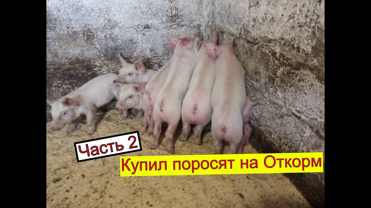 Купить Поросят В Крыму Новые Объявления 2025г